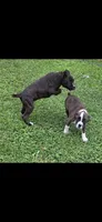 DAX, a male Boxer for sale in Mountain View, MO – 4 of 7