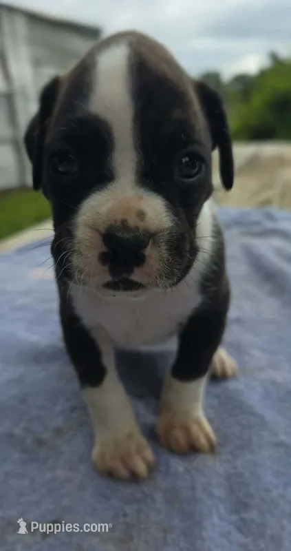 Jax – Boxer puppy for sale in Mountain View, MO