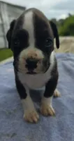 Jax, a male Boxer for sale in Mountain View, MO – 1 of 1