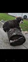 Jax, a male Boxer for sale in Mountain View, MO – 2 of 4