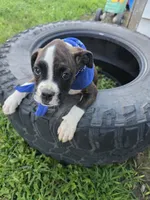 DAX, a male Boxer for sale in Mountain View, MO – 7 of 7