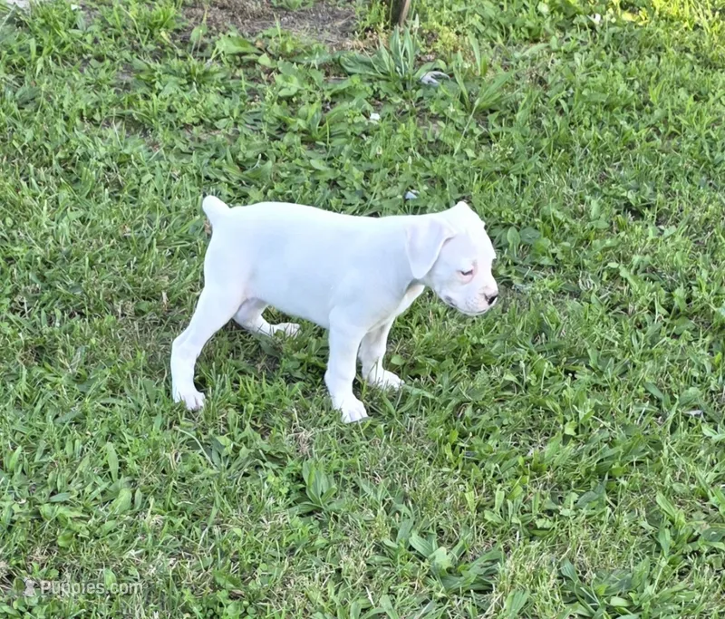 Sugar – Boxer puppy for sale in Mountain View, MO