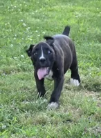Tank, a male Boxer for sale in Mountain View, MO – 2 of 8