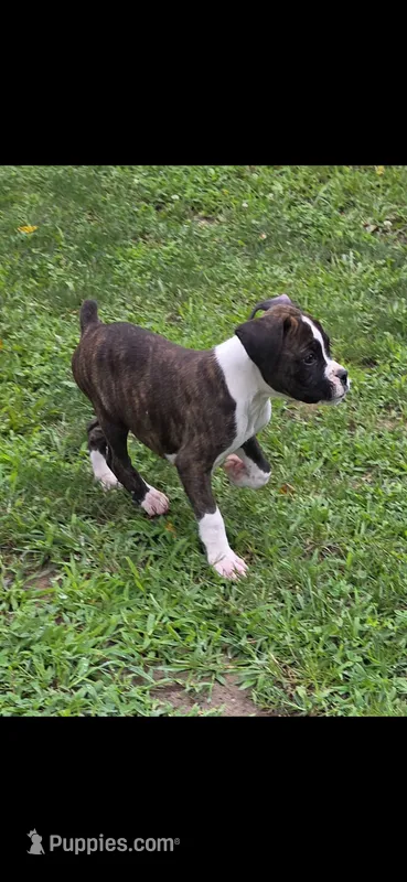 DAX, a male Boxer for sale in Mountain View, MO – 1 of 7