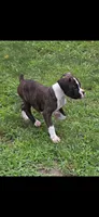 DAX, a male Boxer for sale in Mountain View, MO – 1 of 7