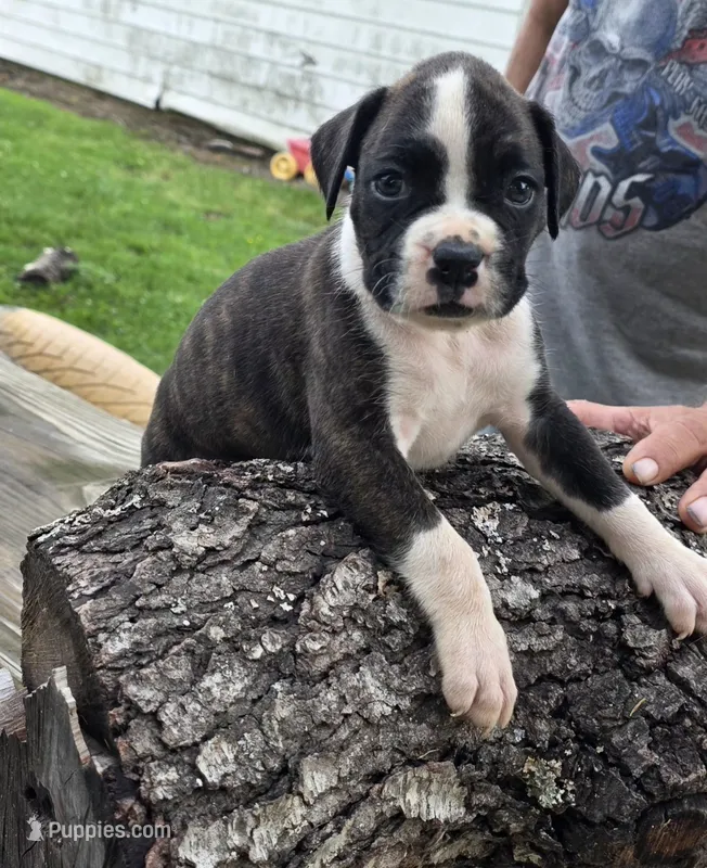 Dax – Boxer puppy for sale in Mountain View, MO
