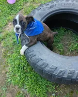 DAX, a male Boxer for sale in Mountain View, MO – 5 of 7