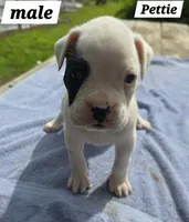 Pettie Hunt, a male Boxer for sale in Mountain View, MO – 2 of 2