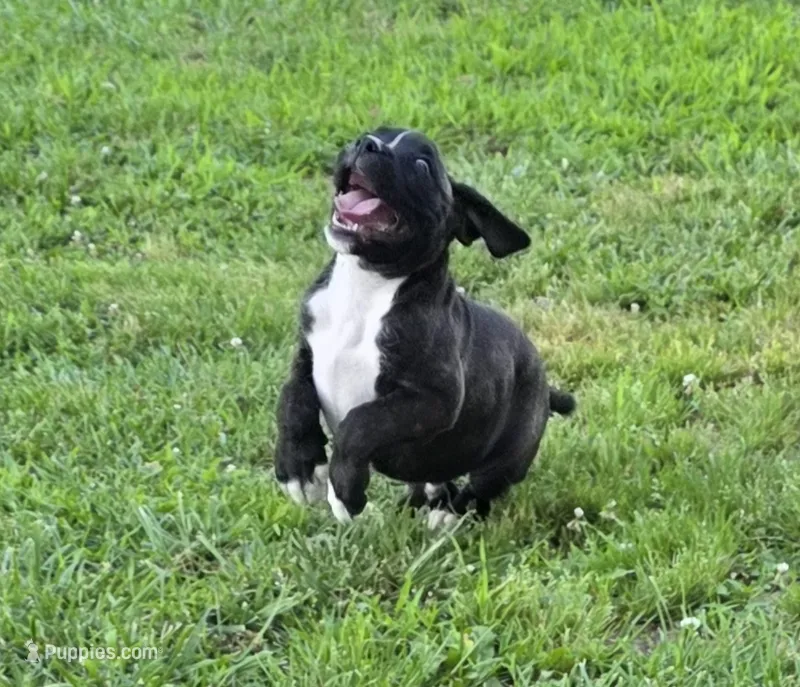 Tank – Boxer puppy for sale in Mountain View, MO
