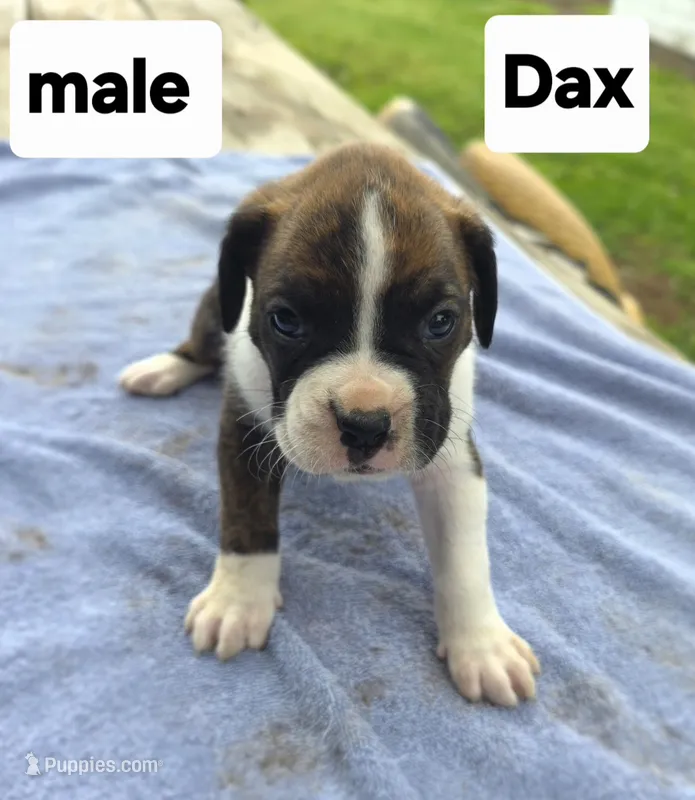 Dax – Boxer puppy for sale in Mountain View, MO