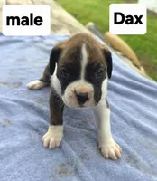 Dax, a male Boxer for sale in Mountain View, MO – 1 of 1