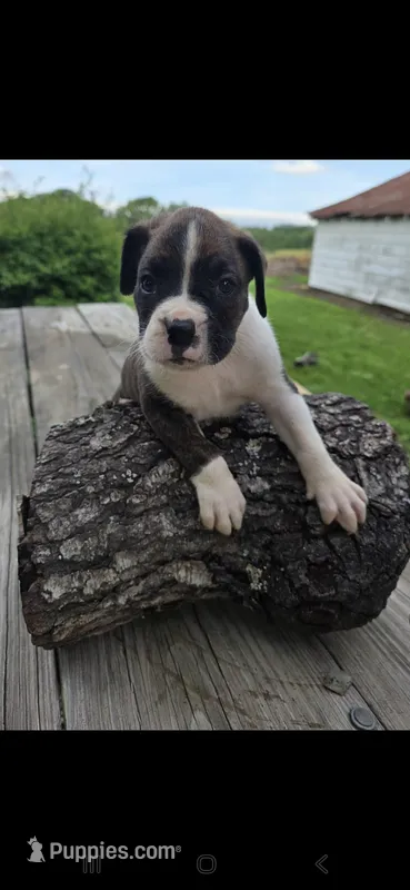 Jax – Boxer puppy for sale in Mountain View, MO