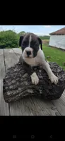 Jax, a male Boxer for sale in Mountain View, MO – 3 of 4