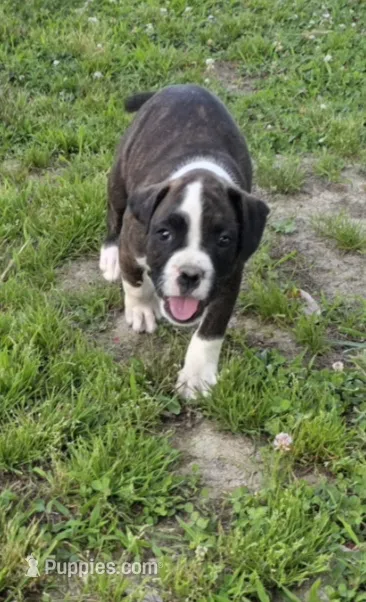 Jax – Boxer puppy for sale in Mountain View, MO