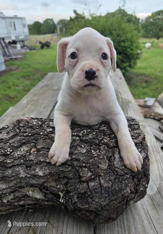 Sugar – Boxer puppy for sale in Mountain View, MO