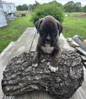 Marlie, a female Boxer for sale in Mountain View, MO – 4 of 4