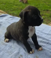 GiMMA , a female Boxer for sale in Mountain View, MO – 2 of 2