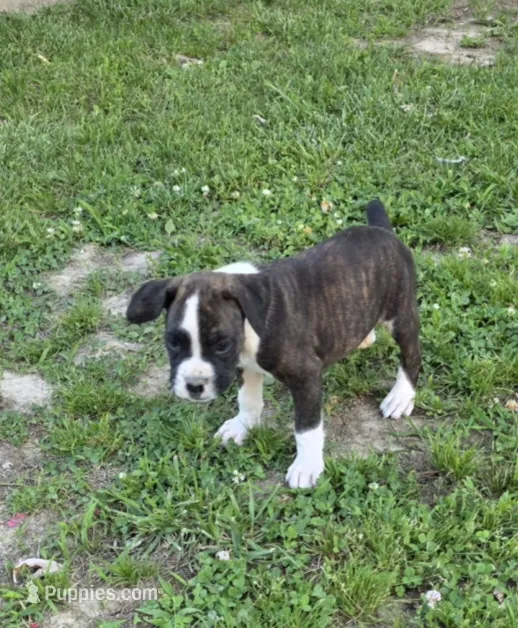 Jax – Boxer puppy for sale in Mountain View, MO