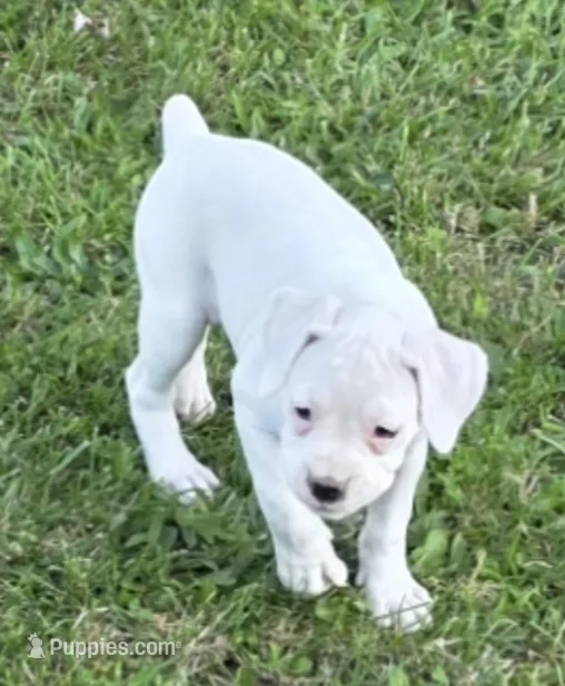 Sugar – Boxer puppy for sale in Mountain View, MO