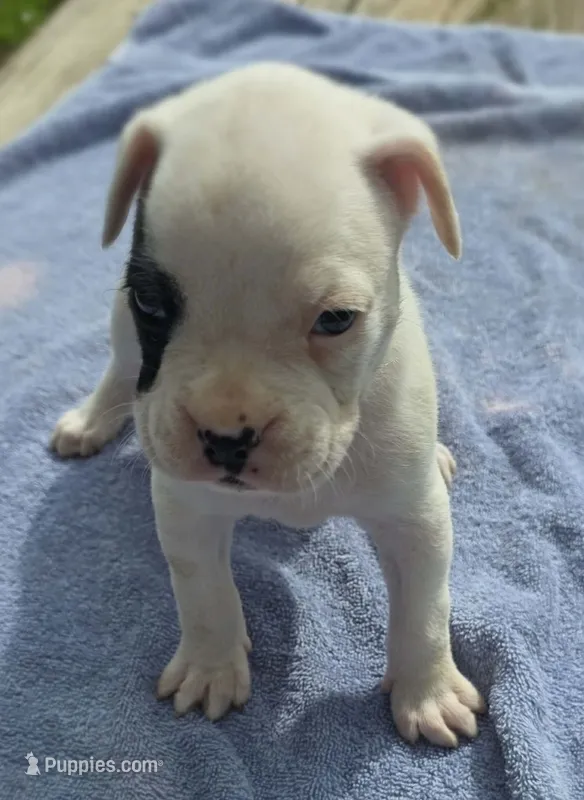 Pettie Hunt – Boxer puppy for sale in Mountain View, MO