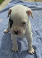 Pettie Hunt, a male Boxer for sale in Mountain View, MO – 1 of 2