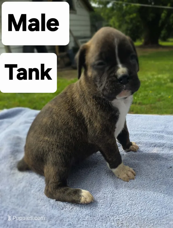 Tank – Boxer puppy for sale in Mountain View, MO