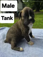 Tank, a male Boxer for sale in Mountain View, MO – 1 of 2