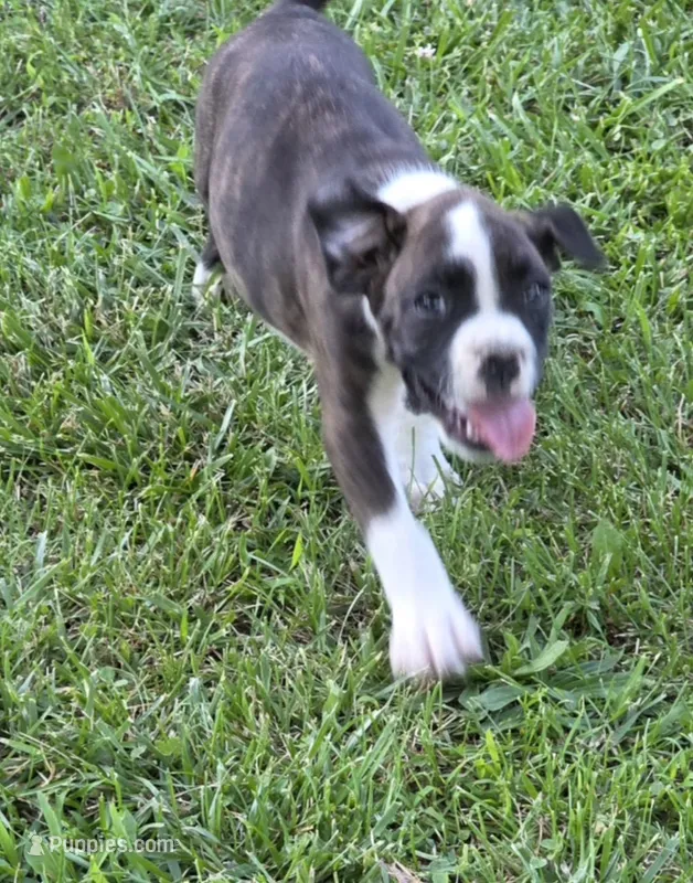 Jax – Boxer puppy for sale in Mountain View, MO
