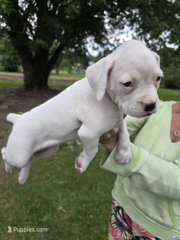 Sugar – Boxer puppy for sale in Mountain View, MO
