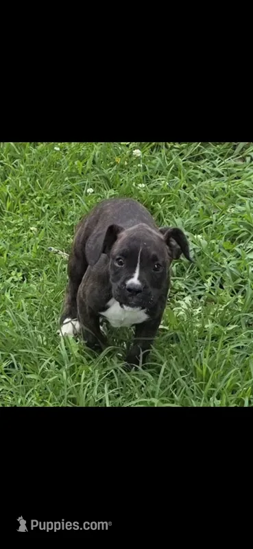 TANK – Boxer puppy for sale in Mountain View, MO