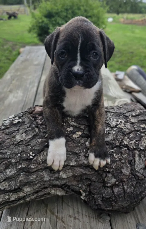Tank – Boxer puppy for sale in Mountain View, MO