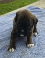 Marlie, a female Boxer for sale in Mountain View, MO – 2 of 2