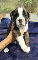 All 6 puppies in video, a male Boxer for sale in Mountain View, MO – Photo 3 of 4