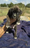 All 6 puppies in video, a male Boxer for sale in Mountain View, MO – Photo 1 of 4