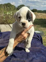All 6 puppies in video, a male Boxer for sale in Mountain View, MO – Photo 4 of 4