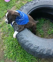 DAX, a male Boxer for sale in Mountain View, MO – 3 of 7