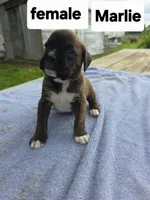 Marlie, a female Boxer for sale in Mountain View, MO – 1 of 2