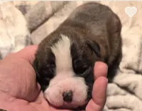 processed/f5b386c2-1e19-4763-a37a-0c17486d12d1/listing/d60e6936-a2a0-468c-ac0d-8afdc6ce52e3/5101924b-e0e3-4bd7-ad3a-87c78fcca43a