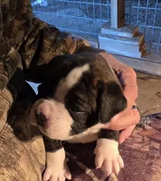 processed/f5b386c2-1e19-4763-a37a-0c17486d12d1/listing/d60e6936-a2a0-468c-ac0d-8afdc6ce52e3/80044dad-a0db-49d7-8342-c445639cf89c