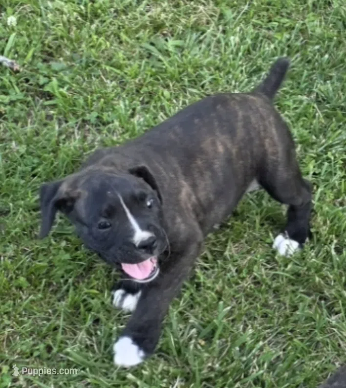 Tank – Boxer puppy for sale in Mountain View, MO