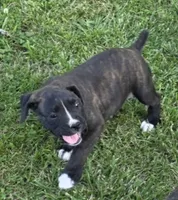 Tank, a male Boxer for sale in Mountain View, MO – 8 of 8
