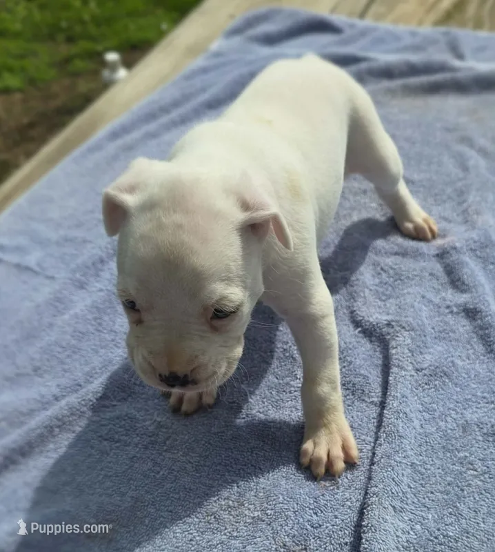 Sugar – Boxer puppy for sale in Mountain View, MO