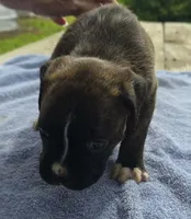 Tank, a male Boxer for sale in Mountain View, MO – 2 of 2