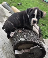 Jax, a male Boxer for sale in Mountain View, MO – 4 of 4