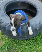DAX, a male Boxer for sale in Mountain View, MO – 6 of 7