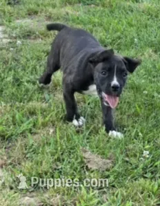 Tank, a male Boxer for sale in Mountain View, MO – 1 of 8