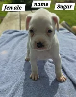 Sugar, a female Boxer for sale in Mountain View, MO – 3 of 3