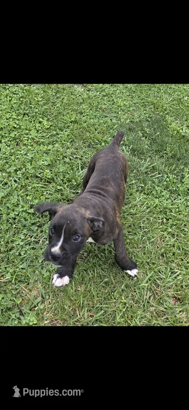 Tank – Boxer puppy for sale in Mountain View, MO