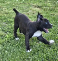 Tank, a male Boxer for sale in Mountain View, MO – 5 of 8