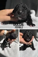Goldie, a female Great Dane for sale in Audubon, IA – 1 of 2